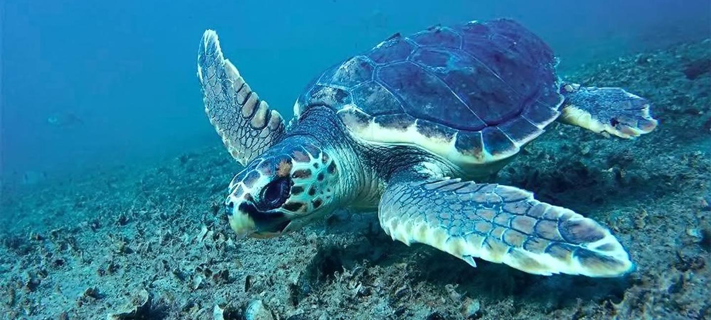 Ribarska Koliba Resort | Pula | 1