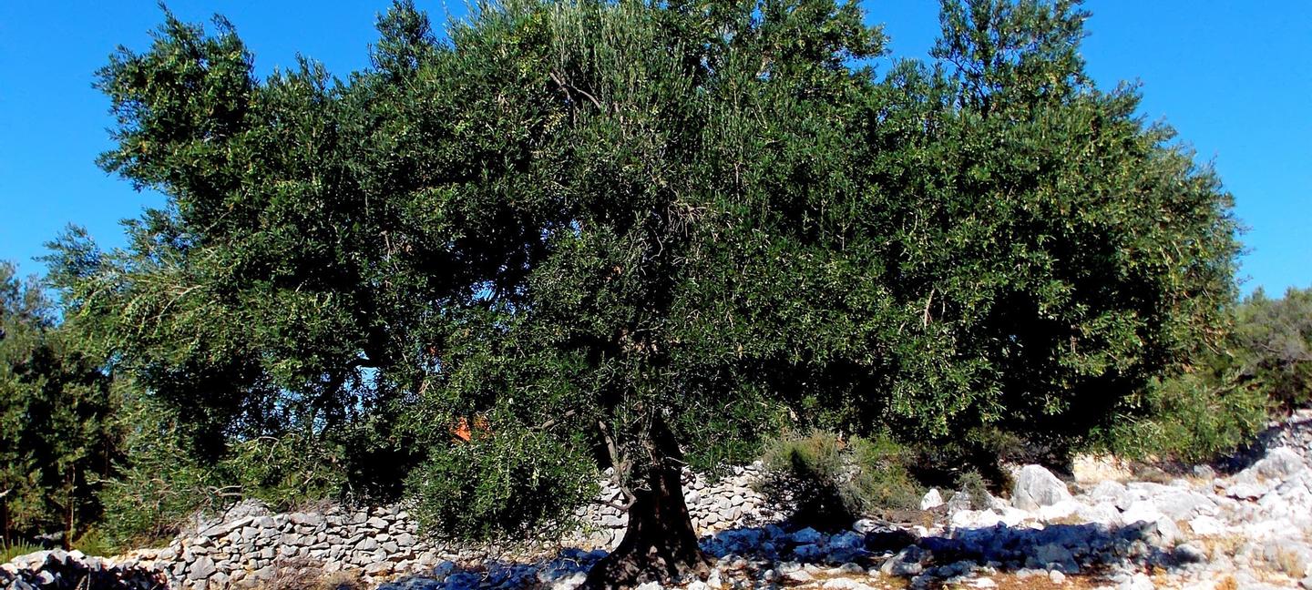 Ribarska Koliba Resort | Pula | 1